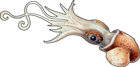 Kôika logo (a cuttlefish)